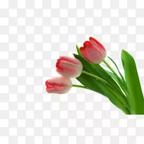 郁金香花瓣-实体郁金香花-空若网 郁金香花瓣-实体郁金香花-空若网