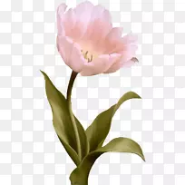 郁金香花粉红色郁金香-空若网 郁金香花粉红色郁金香-空若网