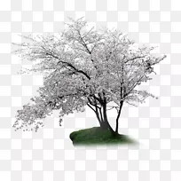 樱花桃子-空若网 樱花桃子-空若网