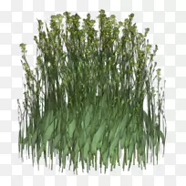 甜草植物广告动画电影植物茎-空若网 甜草植物广告动画电影植物茎-空若网