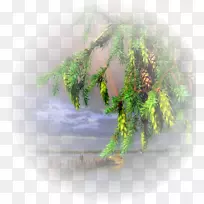 桌面壁纸树电脑壁纸树-空若网 桌面壁纸树电脑壁纸树-空若网