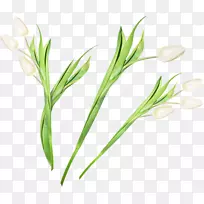 郁金香切花剪贴画-郁金香-空若网 郁金香切花剪贴画-郁金香-空若网