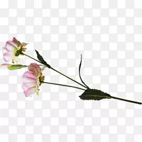 Ǿޱ���л���ѿ��֦����-������