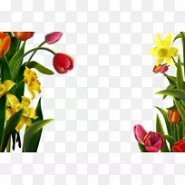 画框下载-郁金香装饰花边-空若网 画框下载-郁金香装饰花边-空若网