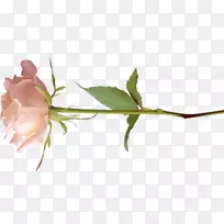 博客花-花-空若网 博客花-花-空若网