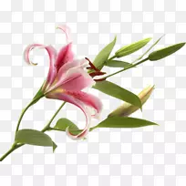 �ۺ�ɫ�Ļ����۾������ٺϣ��ٺϻ������ǹ⡱-��-������