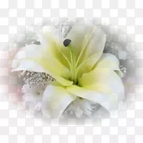 花卉设计切花百合花-空若网 花卉设计切花百合花-空若网