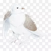 食肉鸟羽毛翅鸟-空若网 食肉鸟羽毛翅鸟-空若网