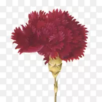 ����ֲܰ��ѧ��ͼֲ��廨����-����-������