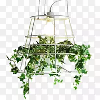 植物鳞茎和盆栽植物-空若网 植物鳞茎和盆栽植物-空若网