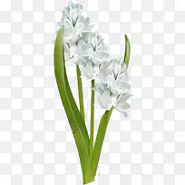 花卉设计切花植物茎花瓣花-空若网 花卉设计切花植物茎花瓣花-空若网