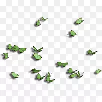 蝴蝶昆虫-蝴蝶-空若网 蝴蝶昆虫-蝴蝶-空若网