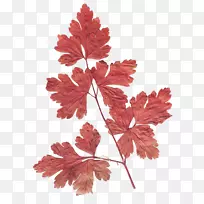 ��Ҷ��-������