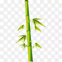 竹子叶竹-绿竹载体-空若网 竹子叶竹-绿竹载体-空若网