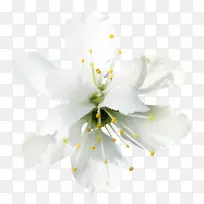 开花果树枝条-空若网 开花果树枝条-空若网