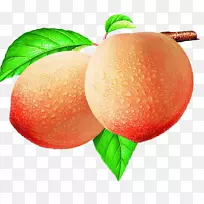 桃下载插图-桃-空若网 桃下载插图-桃-空若网