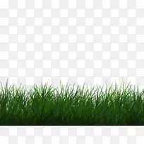 ��ƺ�����ֽ-������