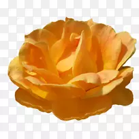 ��԰õ���ɫ������-��ɫ-������