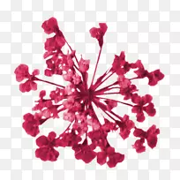 花瓣切花花型-空若网 花瓣切花花型-空若网