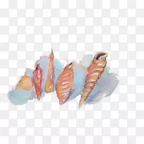 海螺水彩画-空若网 海螺水彩画-空若网