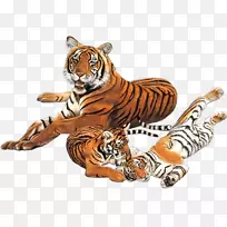 老虎摄影博客-老虎-空若网 老虎摄影博客-老虎-空若网