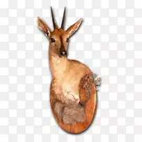 动物标本鹿晒黑头骨骑羚羊-鹿-空若网 动物标本鹿晒黑头骨骑羚羊-鹿-空若网