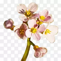 �����ɼ�����-��-������