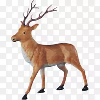 圣诞老人的驯鹿鹿茸-驯鹿-空若网 圣诞老人的驯鹿鹿茸-驯鹿-空若网