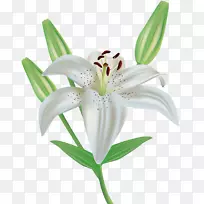 百合花剪贴画-百合花剪贴画-空若网 百合花剪贴画-百合花剪贴画-空若网