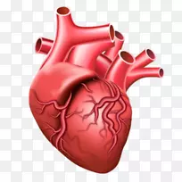 心脏设计-空若网 心脏设计-空若网