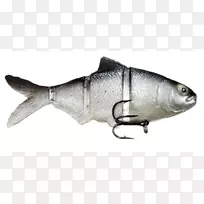 沙丁鱼、蓖麻油鱼、泳饵、乳鱼-空若网 沙丁鱼、蓖麻油鱼、泳饵、乳鱼-空若网