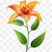 图标剪贴画-橙色百合透明剪贴画-空若网 图标剪贴画-橙色百合透明剪贴画-空若网