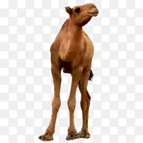 野生动物陆生动物鼻子-山羊-空若网 野生动物陆生动物鼻子-山羊-空若网