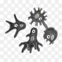 海星体饰银-海星-空若网 海星体饰银-海星-空若网