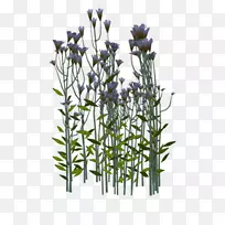 英国薰衣草嫩枝植物茎花盆-空若网 英国薰衣草嫩枝植物茎花盆-空若网