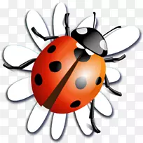 甲虫-瓢虫剪贴画-甲虫-空若网 甲虫-瓢虫剪贴画-甲虫-空若网