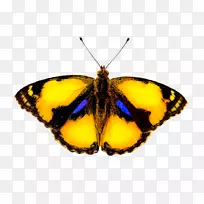 帝王蝶蛾-空若网 帝王蝶蛾-空若网