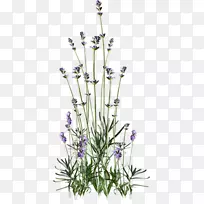 花英文薰衣草网页浏览器剪贴画-花-空若网 花英文薰衣草网页浏览器剪贴画-花-空若网