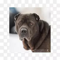 奥利培甘蔗科索犬繁殖运动团体狗项圈-空若网 奥利培甘蔗科索犬繁殖运动团体狗项圈-空若网