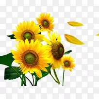 普通向日葵花瓣-向日葵-空若网 普通向日葵花瓣-向日葵-空若网