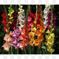 唐菖蒲切花开花鳞茎唐菖蒲-空若网 唐菖蒲切花开花鳞茎唐菖蒲-空若网