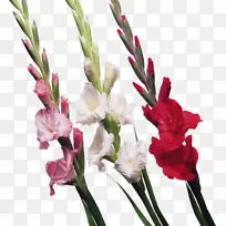 唐菖蒲鳞茎切花芽唐菖蒲-空若网 唐菖蒲鳞茎切花芽唐菖蒲-空若网