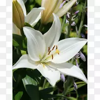 �������ٺ�-������