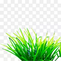 草-草-空若网 草-草-空若网