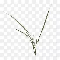 叶角型草-空若网 叶角型草-空若网