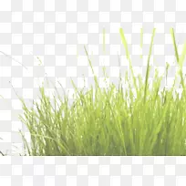 下载草-空若网 下载草-空若网