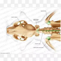 手指动物剪贴画设计-空若网 手指动物剪贴画设计-空若网