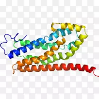 人体珠宝珠线剪贴画线-空若网 人体珠宝珠线剪贴画线-空若网