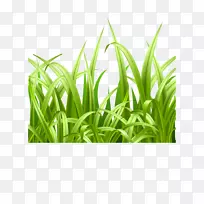 Adobe插画-绿色,新鲜草-空若网 Adobe插画-绿色,新鲜草-空若网