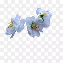 樱花露珠-早开樱花-空若网 樱花露珠-早开樱花-空若网